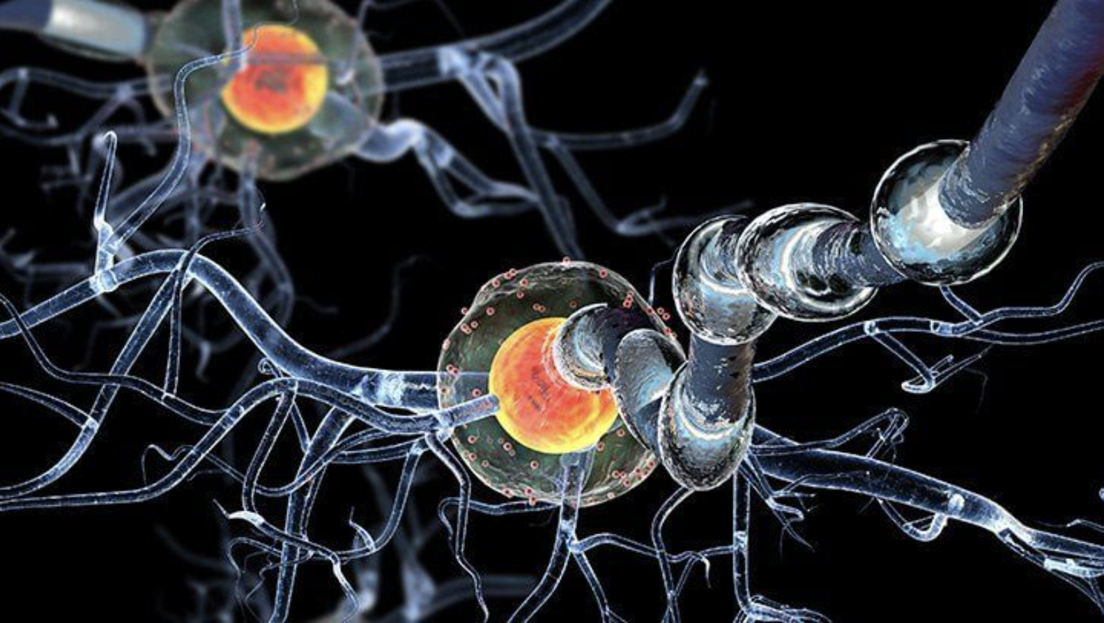 When the Body Forgets Itself; the Mystery of Autoimmune Diseases